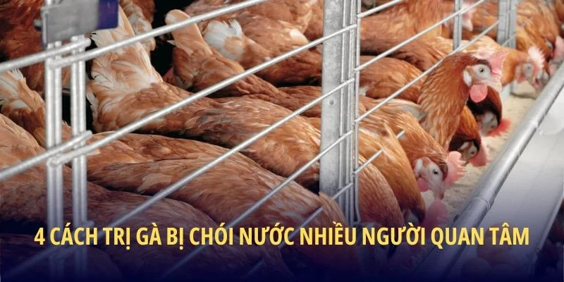 4 cách trị gà bị chói nước nhiều người quan tâm