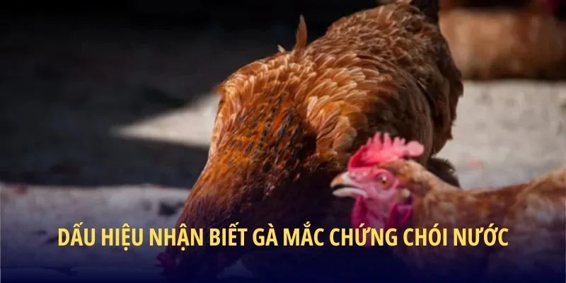 Dấu hiệu nhận biết gà mắc chứng chói nước