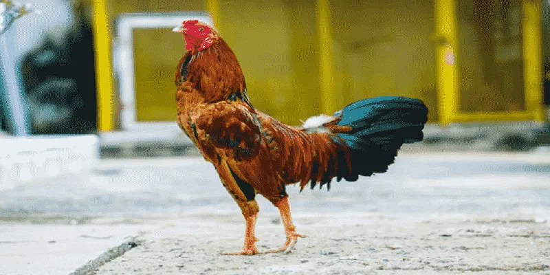 xem tướng gà chọi hướng dẫn chăm sóc